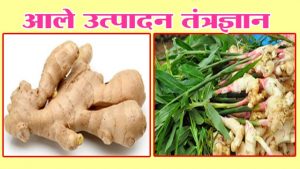 आले उत्पादन तंत्रज्ञान