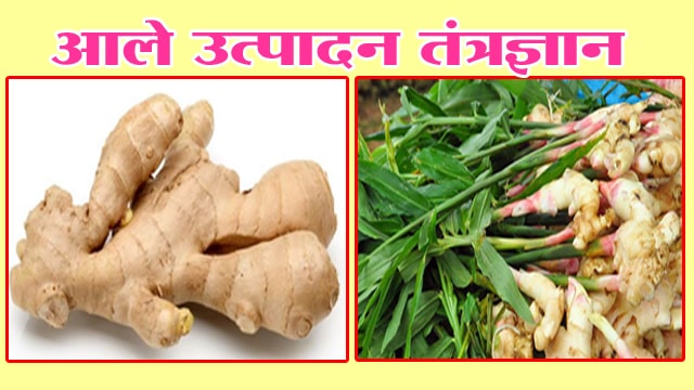 आले उत्पादन तंत्रज्ञान