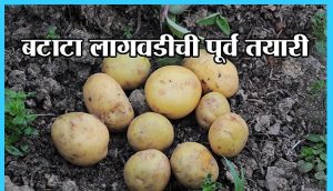बटाटा लागवडीची पूर्व तयारी