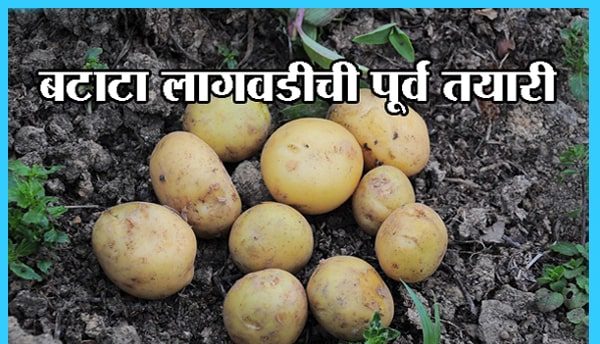 बटाटा लागवडीची पूर्व तयारी