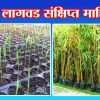 बांबू लागवड संक्षिप्त माहिती
