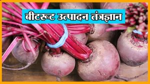 बीटरूट उत्पादन तंत्रज्ञान