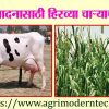 दूध उत्पादनासाठी हिरव्या चाऱ्याची गरज