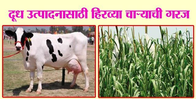 दूध उत्पादनासाठी हिरव्या चाऱ्याची गरज