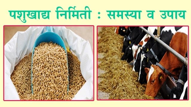 पशुखाद्य निर्मिती : समस्या व उपाय