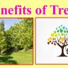 Benefits of Trees