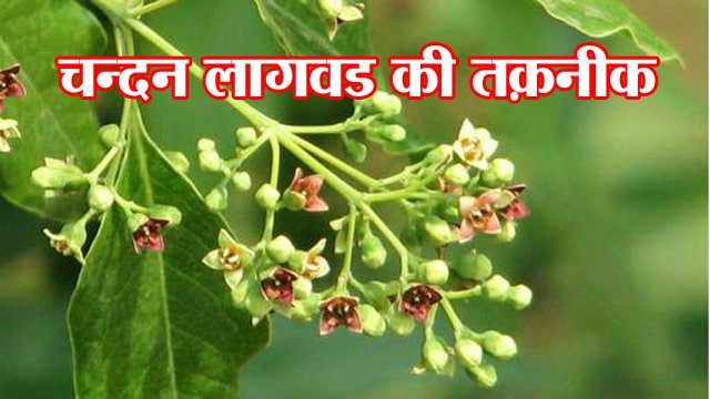 चन्दन लागवड की तक़नीक