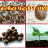 बीज गोळा पद्धती व उपयोग
