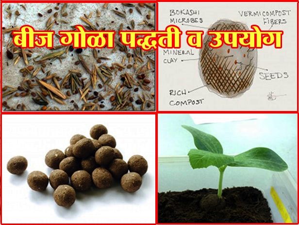 बीज गोळा पद्धती व उपयोग