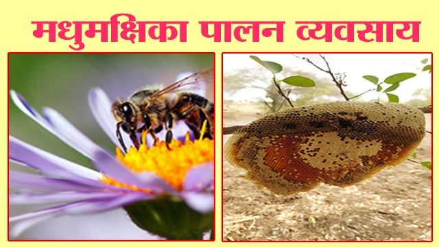 मधुमक्षिका पालन व्यवसाय
