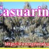 Casuarina
