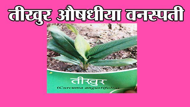 तीखुर औषधीया वनस्पती