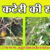 बड़ी कटेरी की खेती