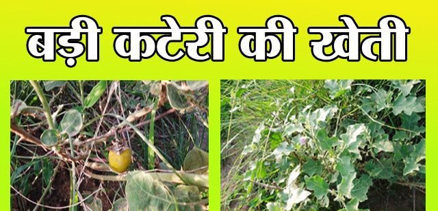 बड़ी कटेरी की खेती