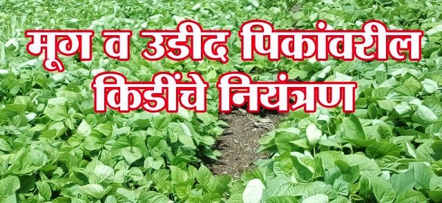 मूग व उडीद पिकांवरील किडींचे नियंत्रण