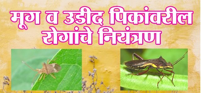 मूग व उडीद पिकावरील रोगांचे नियंत्रण
