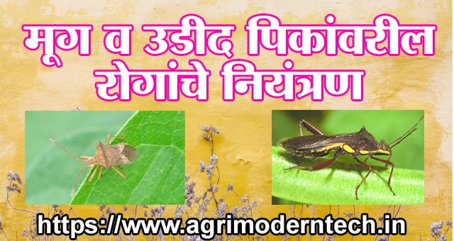 मूग व उडीद पिकावरील रोगांचे नियंत्रण - KS Agrowon