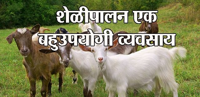 शेळीपालन एक बहुउपयोगी व्यवसाय