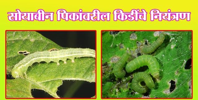 सोयाबीन पिकांवरील किडींचे नियंत्रण