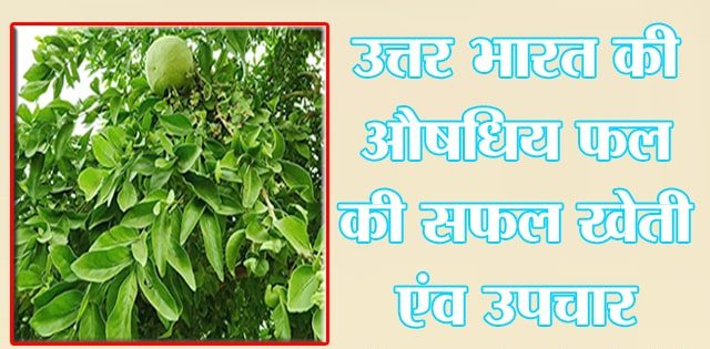 उत्तर भारत के औषधिय फल बेल की सफल खेती एवं उपचार