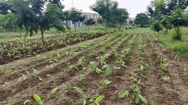 हल्दी की वैज्ञानिक खेती