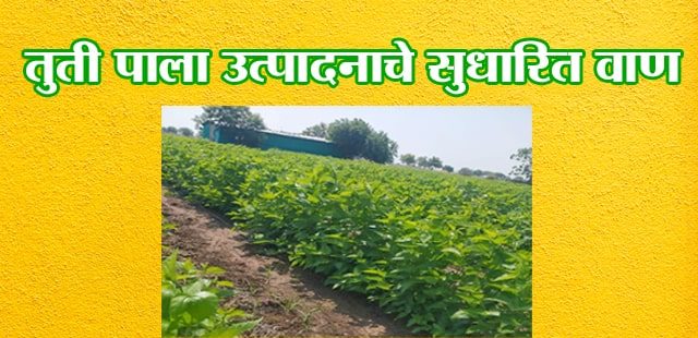 तुती पाला उत्पादनाचे सुधारित वाण