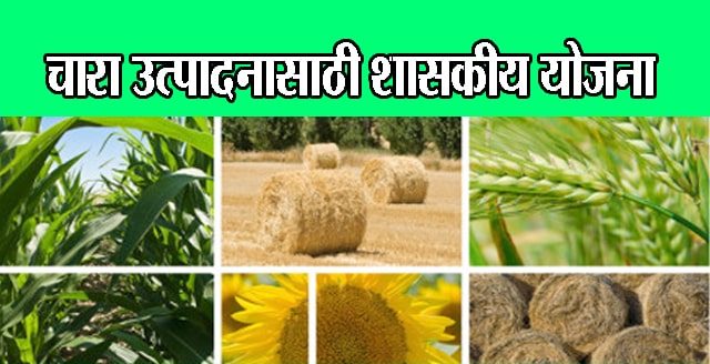 चारा उत्पादनासाठी शासकीय योजना