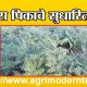 हरभरा पिकाचे सुधारित वाण