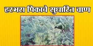 हरभरा पिकाचे सुधारित वाण