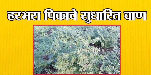 हरभरा पिकाचे सुधारित वाण