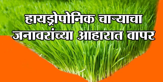 हायड्रोपोनिक चाऱ्याचा जनावरांच्या आहारात वापर