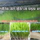 हायड्रोपोनिक चारा युनिटच्या प्रमुख अडचणी