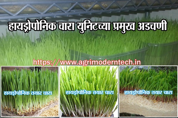 हायड्रोपोनिक चारा युनिटच्या प्रमुख अडचणी