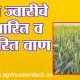 रब्बी ज्वारीचे सुधारित व संकरित वाण