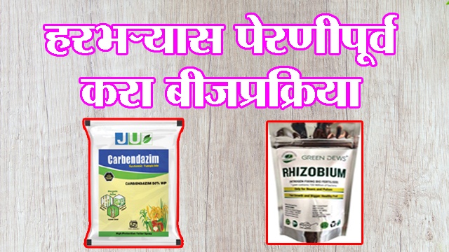 हरभऱ्यास पेरणीपूर्वी करा बीजप्रक्रिया