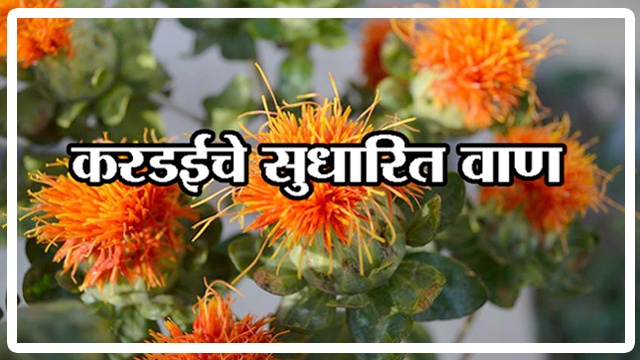 करडईचे सुधारित वाण