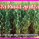 गहू पिकाचे सुधारित वाण