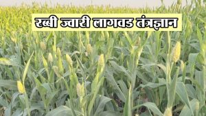 रब्बी ज्वारी लागवड तंत्रज्ञान