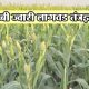 रब्बी ज्वारी लागवड तंत्रज्ञान