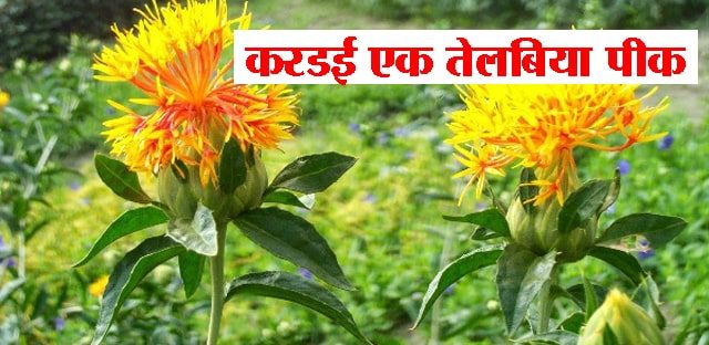 करडई एक तेलबिया पीक