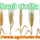 गहू पिकाचे संकरित वाण