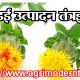 करडई उत्पादन तंत्रज्ञान