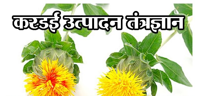 करडई उत्पादन तंत्रज्ञान
