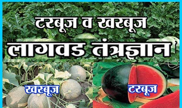 टरबूज व खरबूज लागवड तंत्रज्ञान
