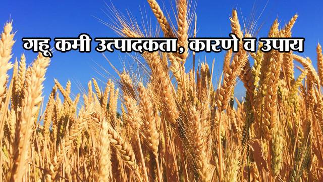 गहू कमी उत्पादकता, कारणे आणि उपाय