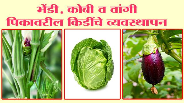 भेंडी, कोबी व वांगी पिकावरील किडींचे व्यवस्थापन