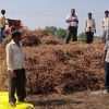 सोयाबीन : काढणी व मळणी कशी करावी