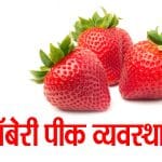स्ट्रॉबेरी पीक व्यवस्थापन