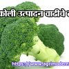 ब्रोकोली उत्पादन वाढीचे तंत्र