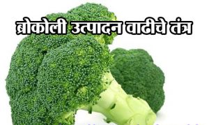 ब्रोकोली उत्पादन वाढीचे तंत्र